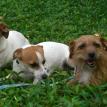 Pic or photo of dog or puppy trained in obedience training on Oahu, Hawaii